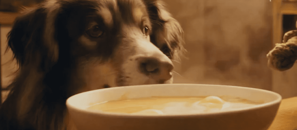 Can Dogs Eat Egg Drop Soup