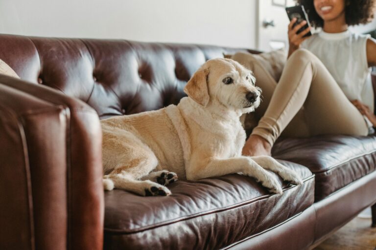 Is Leather Couch Good For Dogs