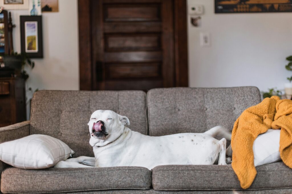 dog on fabric couche