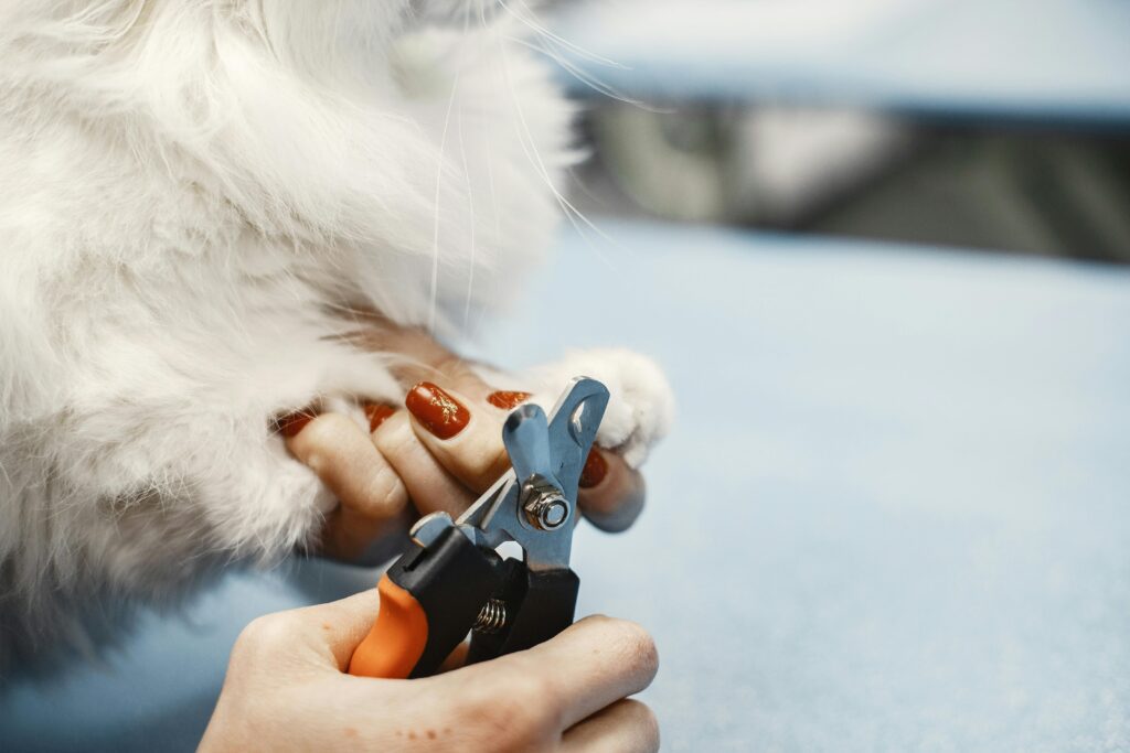 dogs nails triming