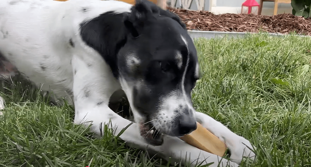 Are yak chews good for dogs?