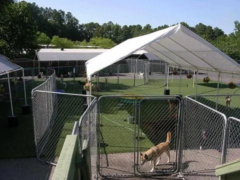 Does Pupsi Have 24-Hour Dog Supervision?